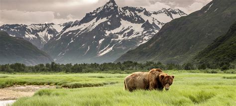 Alaska Wild Betway